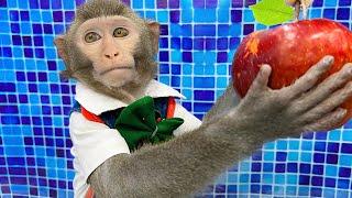 Adorable Baby monkey Bim Bim harvest fruit and eats Apple with the Ame