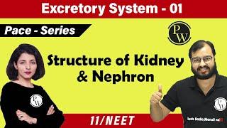 Excretory System 01 | Chapter 19 |  Structure of Kidney and Nephron | Class 11 | NEET | Pace Series|