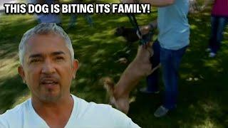 Stopping Two Dogs From Ripping Each Other Apart | Cesar 911 Throwbacks