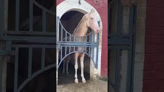 #horse #horsemaster #horselover #horseriding #punjab #vlog #horsebreedingstable star boy lara️