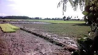 Ngentot di sawah