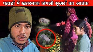 अचानक रात को दिख गये इतने सारे जंगली सूअर ।। Pahadi Lifestyle Vlog ।। Namaste Pahad ।। Ashutosh Negi