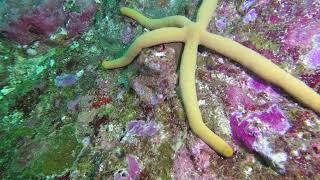 Raw dive footage from the Similan Islands between 21/04/24 and 25/04/24