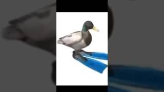 Rotating duck swimmer meme