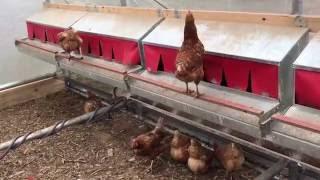 HenGear Rollout Nest Box - No more cracked eggs or dirty eggs - Pasture chickens - HenGear.com