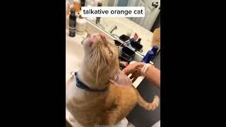 Funny Animals 2024  - Funniest Cats and Dogs video   #shorts