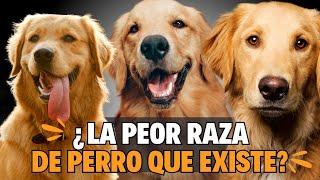 GOLDEN RETRIEVER EL PEOR PERRO QUE EXISTE