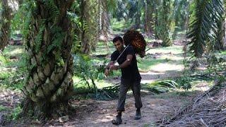 Alleged Worker Abuse at Malaysian Palm-Oil Plantations