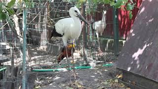 Baby stork La(m)pochka