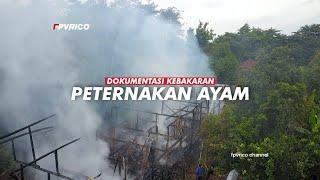 KEBAKARAN PETERNAKAN AYAM DI GEMBONG PATI HARI INI VIDEO DRONE