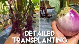 Part 2: Transplanting Eggplant Seedlings