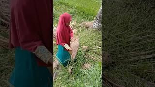 Mencari sarang burung tempua (manyar2an)(2023) #shortvideo #random #share #shorts #burung #viral