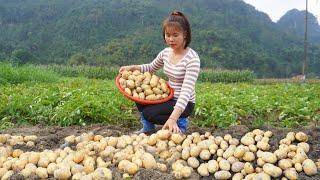 Bumper potato crop - Harvesting potato goes to sell at the market - Take care of puppies