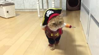 Viral Video UK: Pirate Cat!