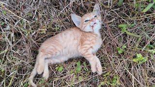 A miracle happened to the poor kitten that was dying in the cold and hungry field | Animal Family