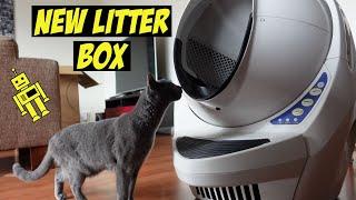 RUSSIAN BLUE KITTEN | UNPACKING  LITTER ROBOT III