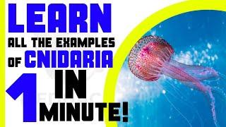 Phylum Cnidaria Trick For NEET 2021 | Mighty Mnemonics | Medhack