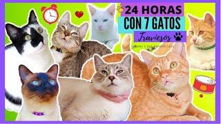 RETO: 24 HORAS con 7 GATOS Traviesos y Latosos! 