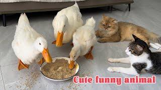 Finally, the black cat was very angry! The cat led the ducks home to eat and made a mess at home!