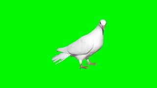 White Pigeon On Green Screen Chroma key Effects Sock Video