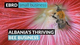 Albania’s thriving bee business