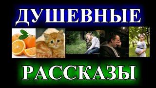 ДУШЕВНЫЕ  РАССКАЗЫ️СЧАСТЬЕ У КАЖДОГО СВОЁ️В ПОДОЛЕ️КАЗИМИР️ДАШЕНЬКА️ЧУДО-ЧУДИЩЕ @TEFI РАССКАЗЫ