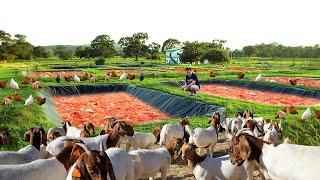 How I Built the Most Profitable Free-Range Farm! Brilliant Ideas for Successful Free-range Farming!