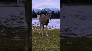 Deer 3 feet from me. Mountains and snow