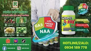 GIBNA MAX - TỶ LỆ HÀI HÒA - SINH TRƯỞNG BỨC PHÁ