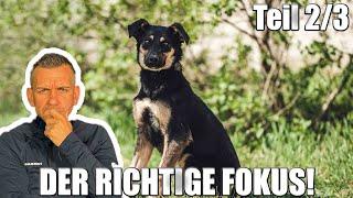 Dein Hund braucht den RICHTIGEN FOKUS! | Aufmerksamkeit 2/3