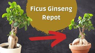 Ficus Microcarpa Ginseng Bonsai - Drastic Repotting!