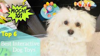 Best Interactive Dog Toys for Small Dogs 2022!