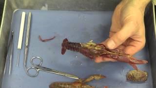 Crayfish Dissection