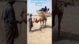 How does camel sit down? camel sitting  style, is it safe sitting on camel #shorts