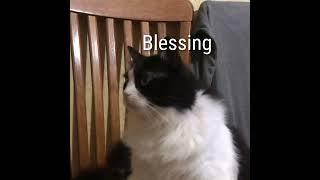 Blessing! Cat only cat! Funny video!