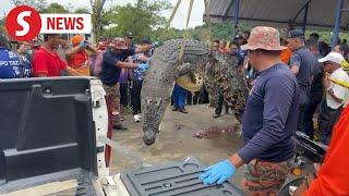 Crocodile believed to have swallowed young girl finally captured in Sarawak