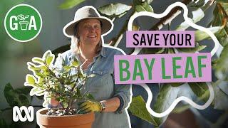 Save Your Bay Leaf This Spring | Gardening 101 | Gardening Australia