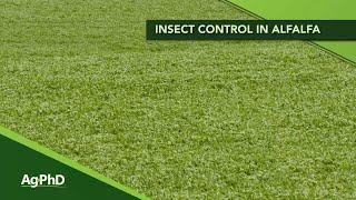 Insect Control In Alfalfa (From Ag PhD Show #1155 - Air Date 5-24-20)