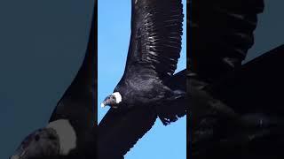 ️ Freestyle Andean Condor Vulture #shorts