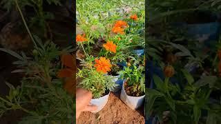 Cosmos Flower Plants Orange Pattern #ytshorts #flowers #plants #nature