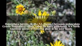 Heterotheca villosa Top # 8 Facts