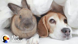 Beagle And Bunny Are Basically Sisters | The Dodo