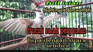 burung trucuk full isian wambhi dan Nightingale cocok buat masteran burung trucuk mudah di tirukan