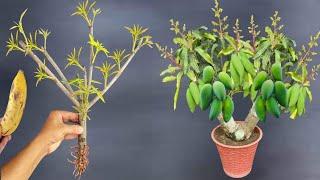 SUPER SPECIAL TECHNIQUE - Propagating Mangoes with Bananas, the tree grows well and has many fruits