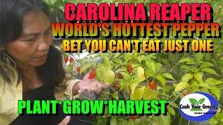 Growing CAROLINA REAPER- Plant,Grow and Harvest the World's Hottest Pepper. Can you eat just ONE?