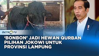 Hewan Qurban Pemberian Presiden Untuk Provinsi Lampung Berbobot 920 KG