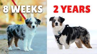 Watch My Puppy Grow | Mini Australian Shepherd