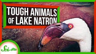 The Unbelievably Tough Animals of Lake Natron