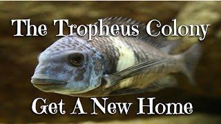 The Tropheus Colony Get A New Home