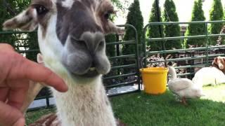 Inside Carl the Llama's mouth